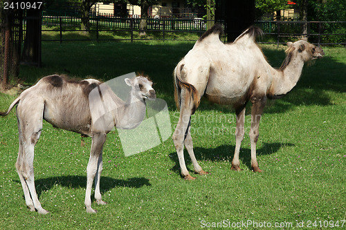 Image of Young and adult camel