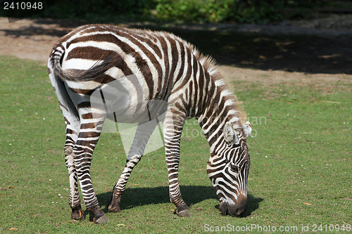 Image of Zebra