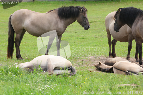 Image of Wild horses