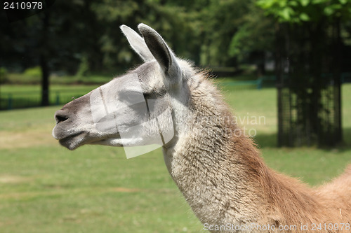 Image of Alpaca