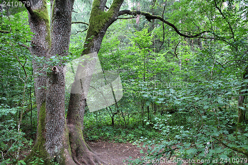 Image of Bialowieza National Park