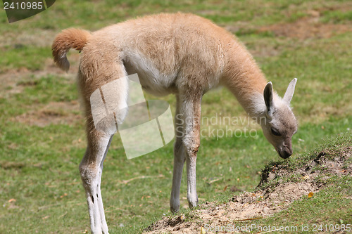 Image of Baby alpaca