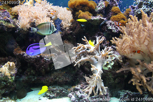 Image of Aquarium in zoo