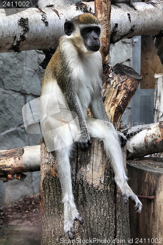 Image of Green monkey