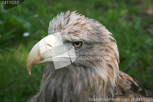 Image of Eagle head