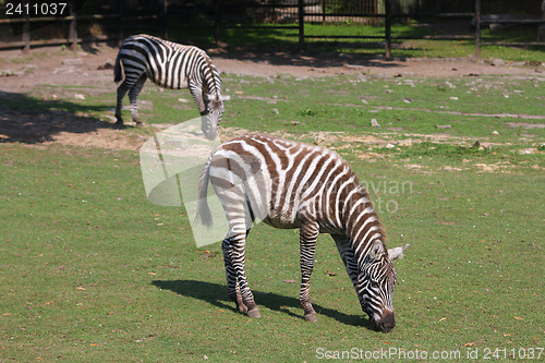 Image of Zebras