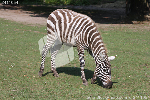 Image of Zebra