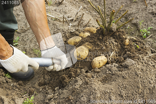 Image of Farm worker harvesting potato