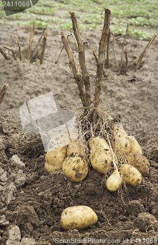 Image of Fresh potato at the field