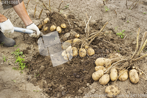 Image of Rancher harvesting potato