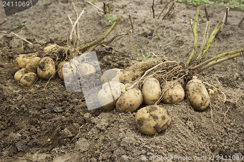 Image of Tubers with two bushes in the potato