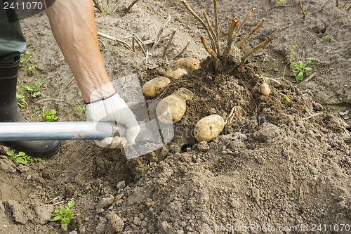 Image of Vegetable grower harvesting potato