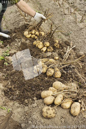 Image of Farm worker makes harvesting potato