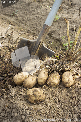 Image of Fresh and raw potato at the field