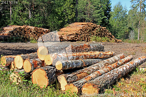 Image of Timber Logging in Forest