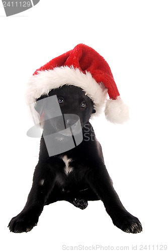 Image of Black puppy with Christmas Hat