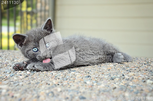 Image of Grey Kitten Bathing Outdoors