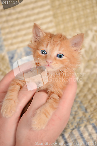 Image of Orange Kitten in Hands