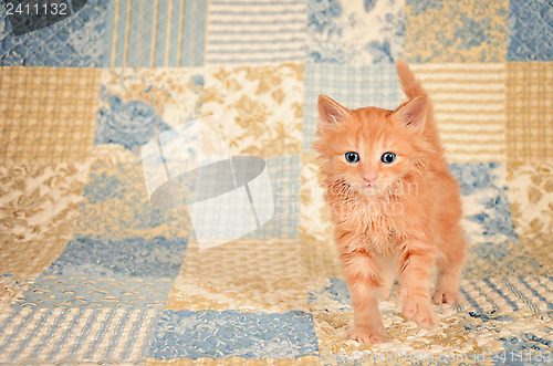 Image of Ginger Kitten on Quilted Background