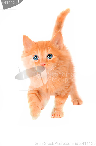 Image of Cute Orange Kitten