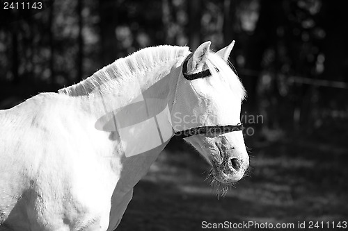 Image of White horse with eye protection