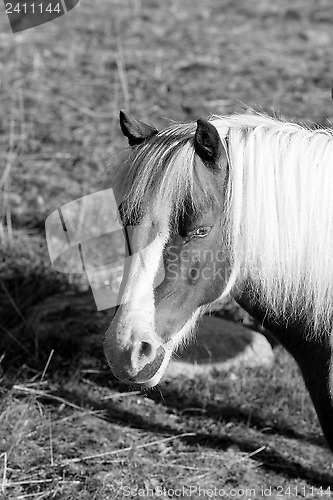 Image of Portrait of a ponny