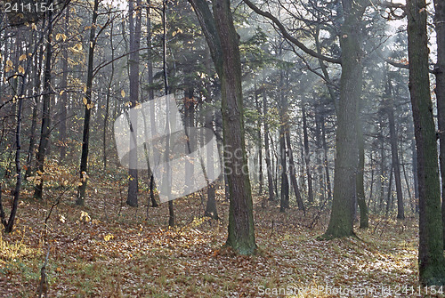 Image of Autumn Forest
