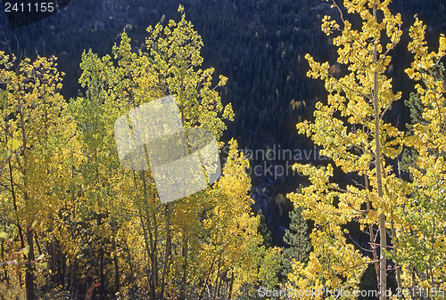 Image of Autumn Forest