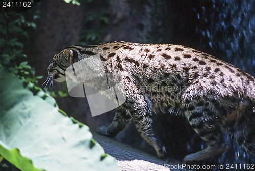 Image of Ocelot