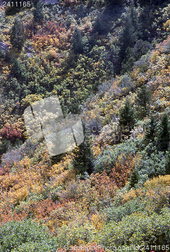 Image of Autumn Forest