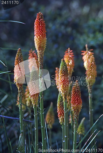 Image of Torch Lily