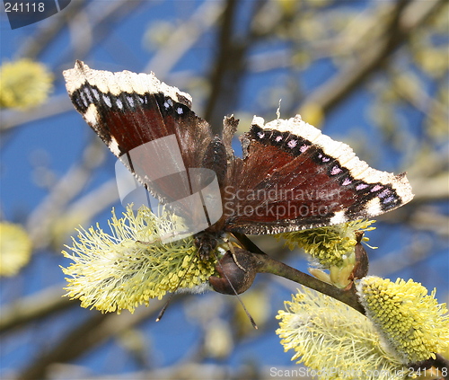 Image of Butterfly on  nektar