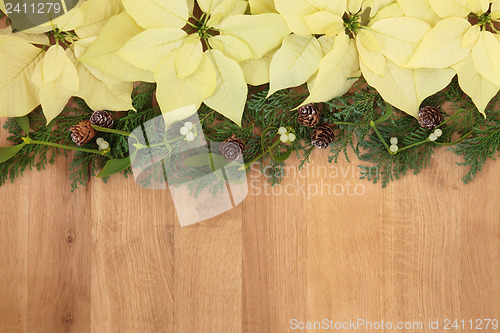 Image of Poinsettia Flowers  