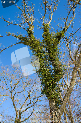 Image of Climbing  Common Ivy