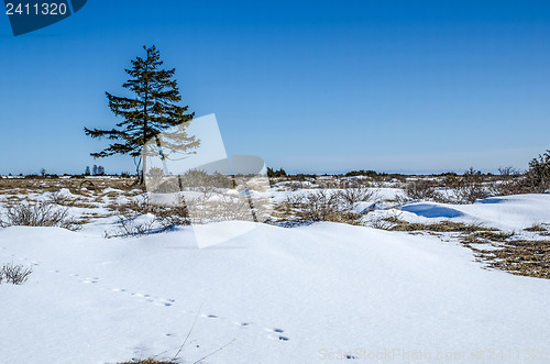 Image of Lone spruce