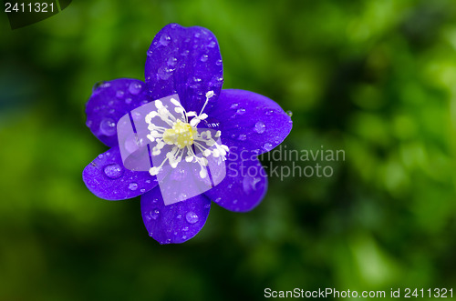 Image of Dew drops on blue flower