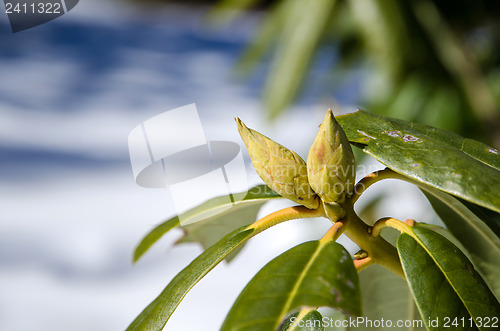 Image of Rhododendron buds