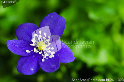 Image of Blue anemone closeup