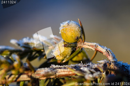 Image of Frosty juniper berries