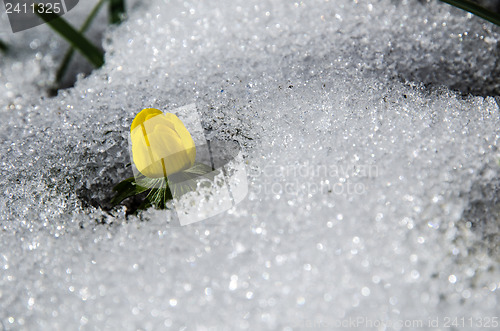 Image of Flower in melting snow