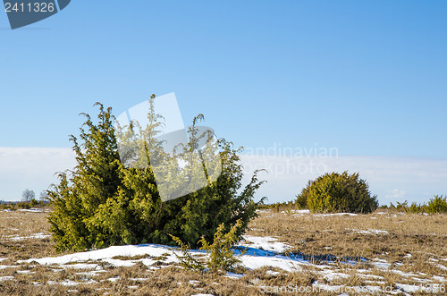 Image of Juniperus bushes