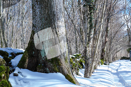 Image of Winter tree trunk