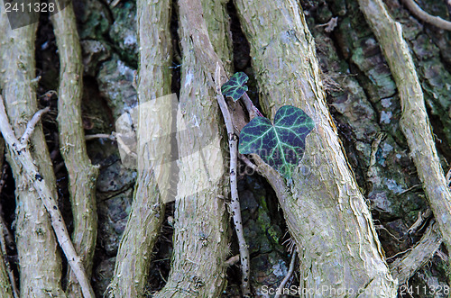 Image of Common Ivy leaves and stem