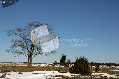 Image of Lone tree