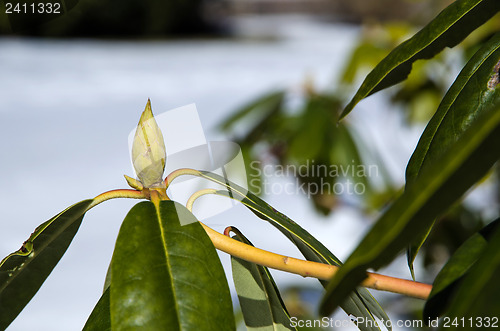 Image of Rhododendron bud