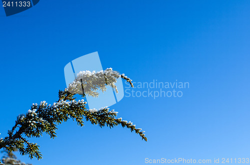 Image of Frosty Juniper branch