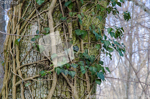 Image of Tree trunk with Common Ivy