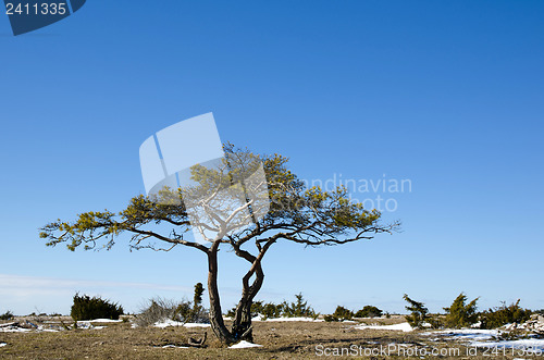 Image of Solitaire pine tree