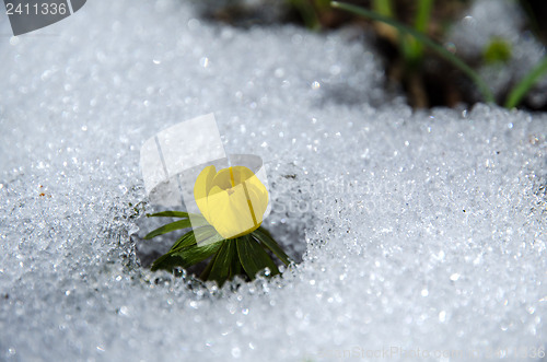 Image of Flower in snow