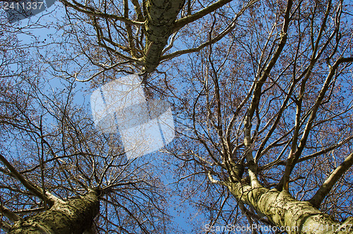 Image of Tall trees from low angle